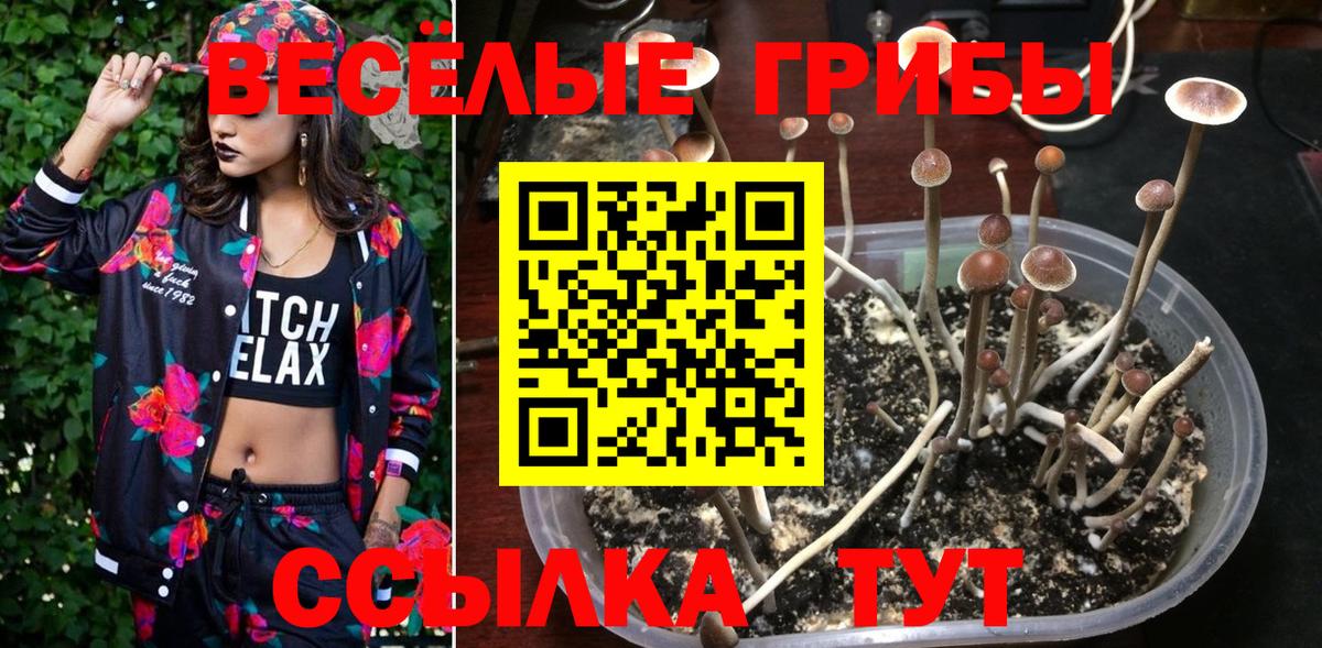 Ярославль  Псилоцибиновые грибы Psilocybe  Вход с VPN 